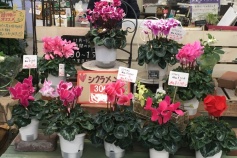 昨日緊急入荷のシクラメン 30％OFF！