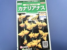‘カナリアナス’の種