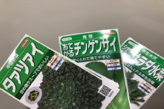 タネが続々届いています☆