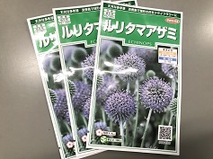 ルリタマアザミ