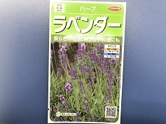 ハーブ‘ラベンダー’