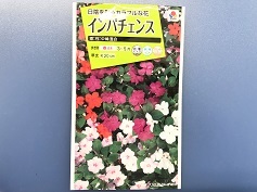 インパチェンス