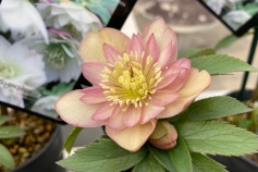 クリスマスローズ ①