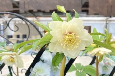 クリスマスローズ ②