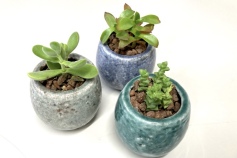 多肉植物 ミニポット