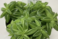 ペペロミア ニパドラ