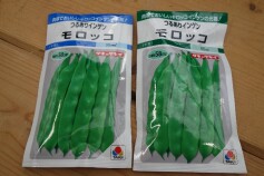 モロッコインゲン