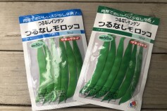 つるなしモロッコインゲン