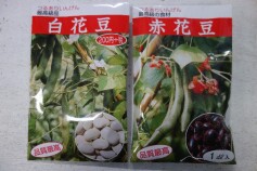 ハナマメのタネ