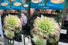 クレマチス 美登利