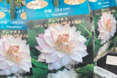 クレマチス 春姫