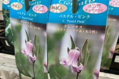 クレマチス パステル・ピンク