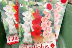 ワールドフラッググラジオラス