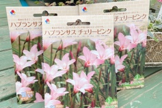 ハブランサス チェリーピンク