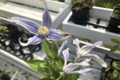 インテグリフォリア系のクレマチス