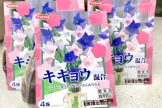 キキョウの球根