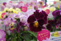 夢見るパンジー