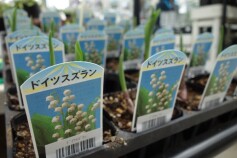 ドイツスズラン