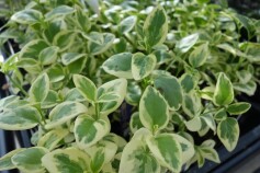 ツルニチニチソウ