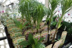 お庭で山菜を育ててみませんか☆