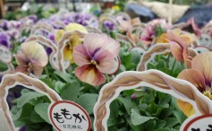 ビオラ❛ももか❜