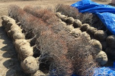 苗木到着しました