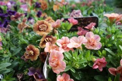 カリブラコア　ティフォシーアンティーク