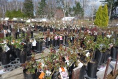 本日苗木売場OPENします☆☆☆