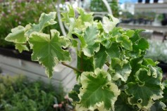 ヘデラ　セシリア