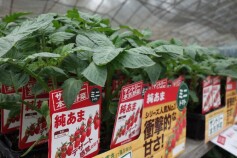 ミニトマト　純あま