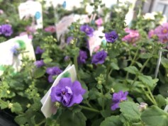 バコパ　コピア