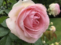 バラ　‘ピエールドゥロンサール’