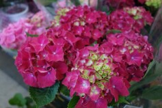 母の日にむけて＊＊＊