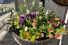 春色の寄せ植え