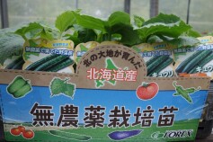 無農薬栽培　夏すずみ