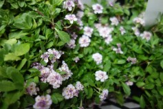 ヒメイワダレソウ