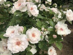 バラ　‘ジャクリーヌ　デュ　プレ’