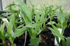 トウモロコシの苗