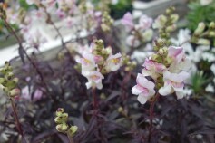 銅葉キンギョソウ