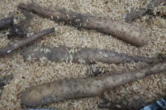 長イモ　‘トロフィー’