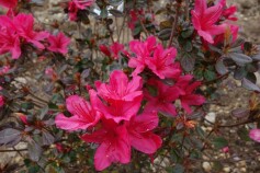 ヒノデツツツジ