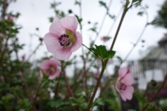 アニソドンテア