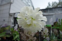 シレネ　‘スワンレイク‘