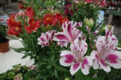 アルストロメリア