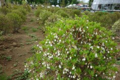 玉ドウダンツツジ