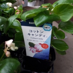 コットンキャンディ