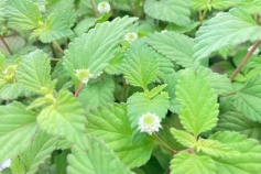 メキシカンスイートハーブ（リッピア）