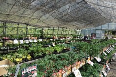 野菜苗売場、充実しています☆