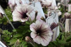 ペチュニアVIVAシリーズ　‘カプチーノ‘