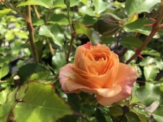 バラ　‘ラ　ドルチェ　ヴィータ'